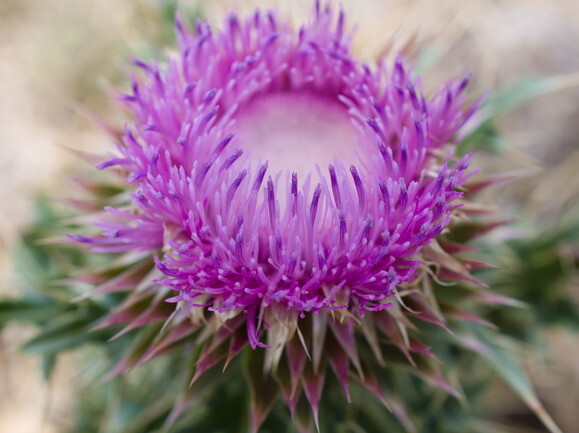 thistle